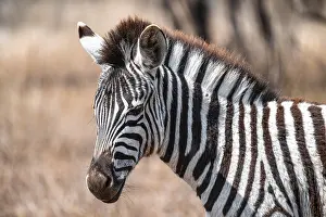 Stripe: Plains zebra (Equus quagga), young animal