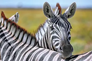 Zebra: Plains Zebra, Etosha NP, Namibia, Africa