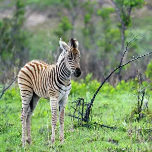 Mozambique: Plains zebra foal in Kruger National Park, South