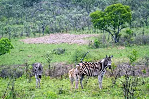 Mozambique: Plains zebra in Kruger National park, South Africa