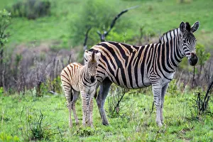 Zimbabwe: Plains zebra in Kruger National park, South Africa