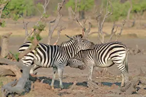 Clash: Plains Zebras (Equus burchelli) clash between two