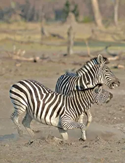 Clash: Plains Zebras (Equus burchelli) clash between two