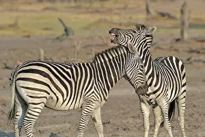 Clash: Plains Zebras (Equus burchelli) clash between two