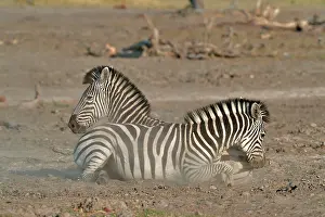 Clash: Plains Zebras (Equus burchelli) clash between two