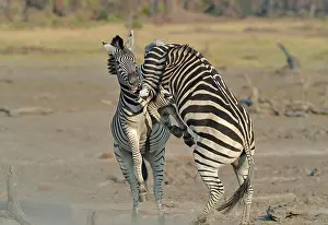 Clash: Plains Zebras (Equus burchelli) clash between two