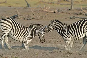 Clash: Plains Zebras (Equus burchelli) clash between two