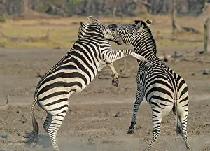 Clash: Plains Zebras (Equus burchelli) clash between two