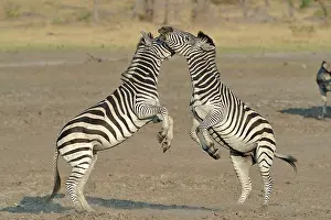 Clash: Plains Zebras (Equus burchelli) clash between two