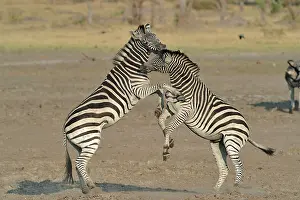 Clash: Plains Zebras (Equus burchelli) clash between two