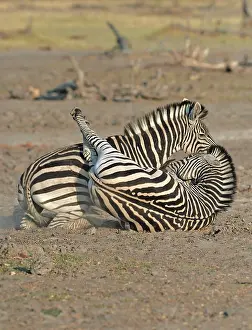Aggressiveness: Plains Zebras (Equus burchelli) clash between two