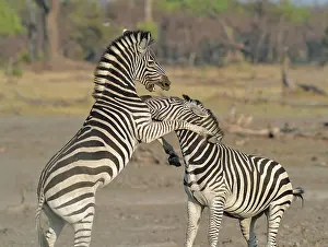 Aggressiveness: Plains Zebras (Equus burchelli) clash between two