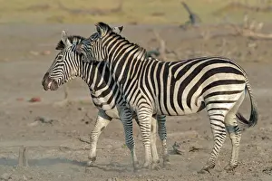 Aggressiveness: Plains Zebras (Equus burchelli) clash between two