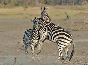 Aggressiveness: Plains Zebras (Equus burchelli) clash between two