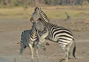 Aggressiveness: Plains Zebras (Equus burchelli) clash between two
