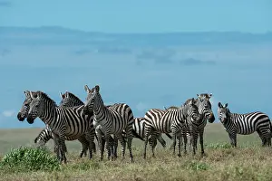Ndutu: Plains zebras (Equus quagga), Ndutu, Ngorongoro