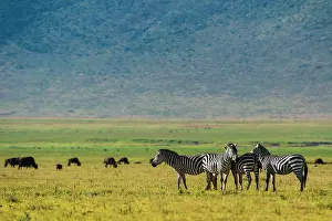 Ngorongoro: Plains zebras (Equus quagga), Ngorongoro crater