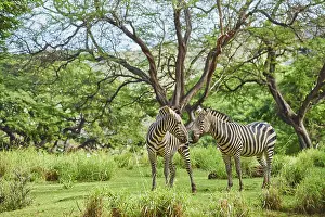 Caught: Plains zebras (Equus quagga) in savanna, captive