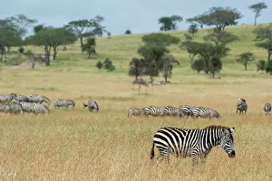 Sergio: Plains zebras (Equus quagga), Seronera, Serengeti
