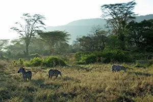 Barked: Plains Zebras - feeding in Yellow-barked Acacia Forest