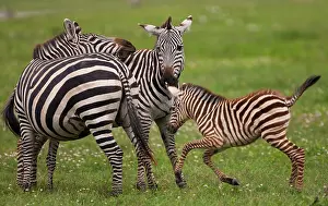 Ngorongoro: Plains zebras, Ngorongoro Conservation Area
