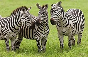 Ngorongoro: Plains zebras, Ngorongoro Conservation Area