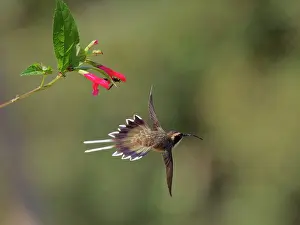 Hermit: Planalto Hermit feeding at flower Phaethornis pretrei