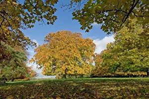 Planes: Plane and beech trees - in golden yellow autumn colours