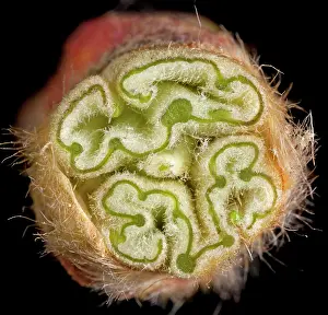 Platanus: Plane Tree - cross-section of bud