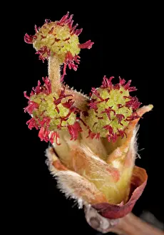Platanus: Plane Tree - floral bud in spring