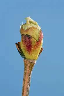 Platanus: Plane Tree - leaf bud opening in spring