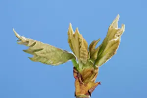 Platanus: Plane Tree - leaf bud opening in spring