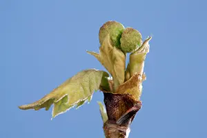 Platanus: Plane Tree - leaf and flower bud opening in spring