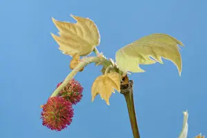 Platanus: Plane Tree - leaf and flower bud opening in spring