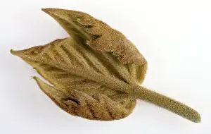 Platanus: Plane Tree - young leaf