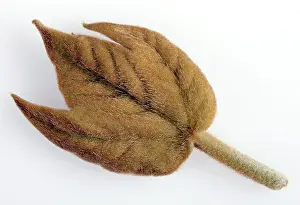 Platanus: Plane Tree - young leaf