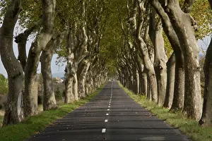Avenues: Plane Trees long avenue of trees by road near St