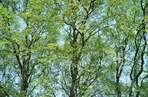 Planes: Plane trees - in spring