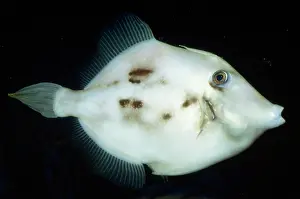 File: Planehead Filefish