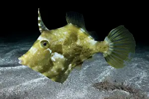 Filefish: Planehead filfish (Stephanolepis hispidus). Fish