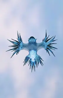 Marginata: Plankton Sea Slug - Glaucus