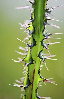 Thorns: Plant
