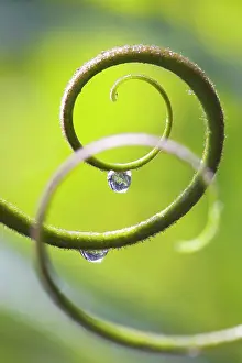 Tendril: Plant