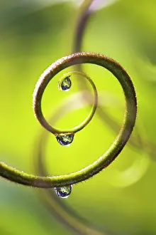 Tendril: Plant