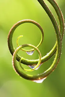 Tendril: Plant
