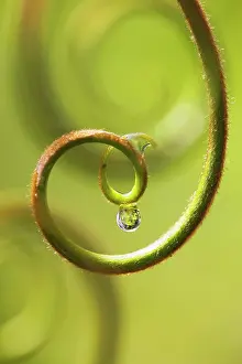 Tendril: Plant