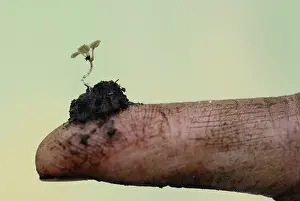 Nurturing: Plant