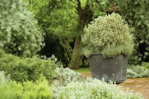 Paving: Plant
