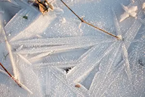 Geometrical: Plant