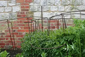 Strengthen: Plant